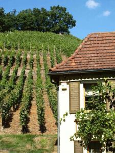 Weinberge Sachsen Meissen