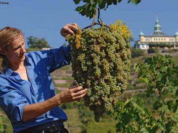 Touren mit Wein