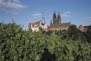 Weinberge Meissen